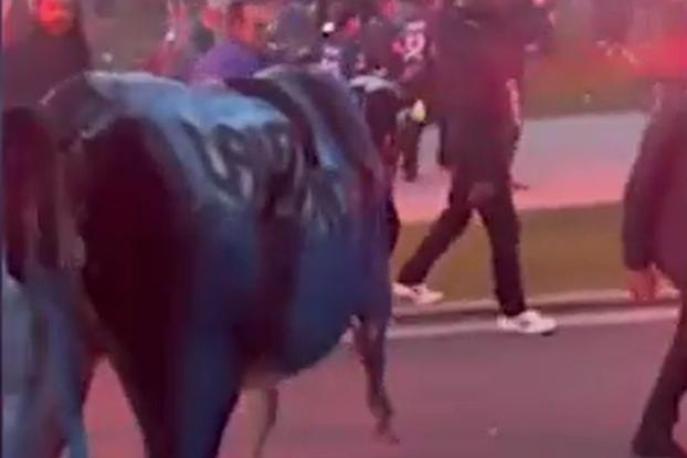 Video Inter, alla festa scudetto pure una mucca nerazzurra