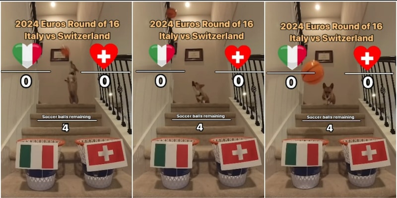 Il cane indovino prevede come finirà Italia-Svizzera: "Non sbaglia mai"