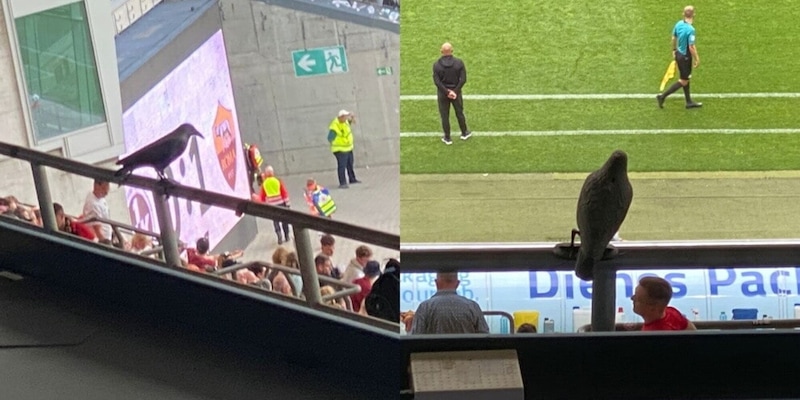 Kaiserslautern, troppo guano allo stadio: vengono montati uccelli finti contro i piccioni
