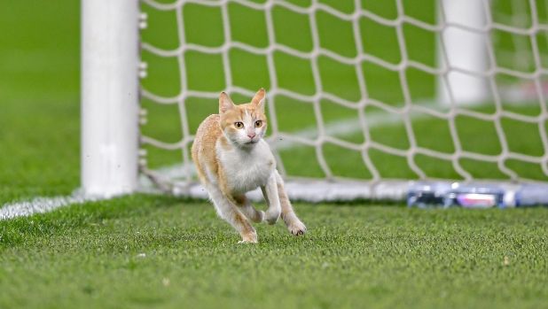 Giornata mondiale del gatto: dieci portieri chiamati così
