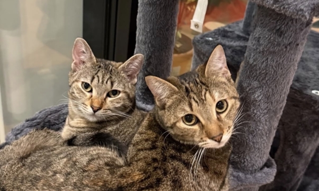 Politano cuore d'oro: Matteo e la moglie adottano le gattine Brigitte e Bardot
